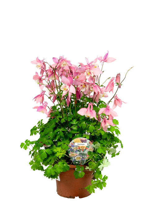 Stauder i 17 cm potte - flere sorter